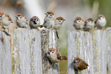 Group of Tree Sparrows (Passer montanus) sitting on the fence.