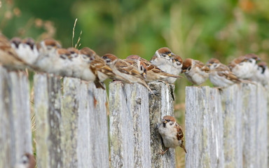 Group of Tree Sparrows (Passer montanus) sitting on the fence.
