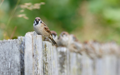 Group of Tree Sparrows (Passer montanus) sitting on the fence.