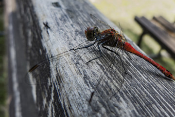 Red dragonfly on a wood surface