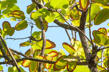 The green tree leaf in the blue sky background.