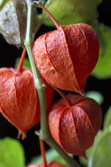 Chinese Lanterns Physalis alkekengi
