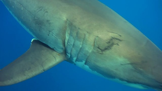 Великолепные подводные погружения с большими белыми акулами у острова Гуадалупе в Тихом океане. Мексика.