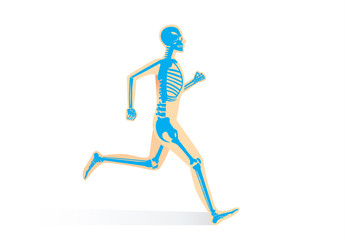 Human Bone Anatomy while run isolated. Illustration about human physical and sport.
