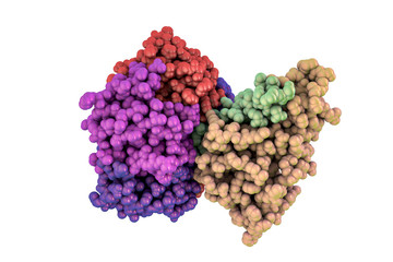 Molecular model of cholera toxin choleragen isolated on white background, 3D illustration. A toxin produced by bacterium Vibrio cholerae that pays crucial role in cholera disease