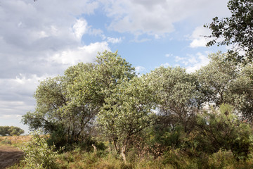 nature in the forest