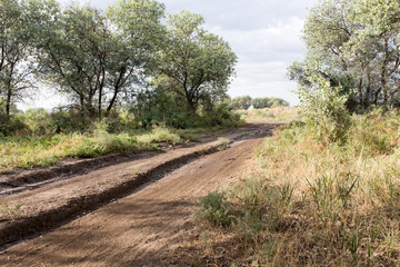 Fototapeta na wymiar dirt road in nature