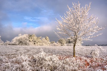 Raureif im Winter
