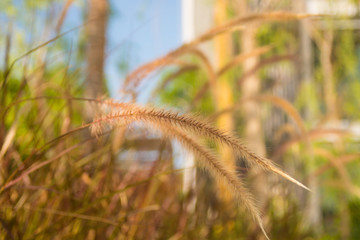 Plant & Flower