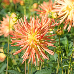 Dahlien, Dahlias