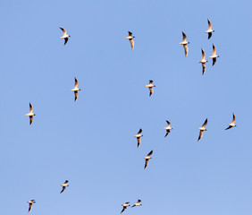 a flock of seagulls against a blue sky
