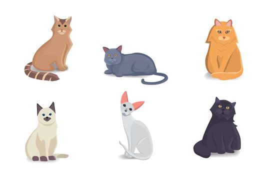 Collection Cats of Different Breeds. Vector isolated cat on white background. Home animal or pets. Fanny kittens faces