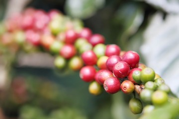 Arabica seeds in north of thailand