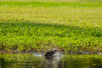 Bird flick water.