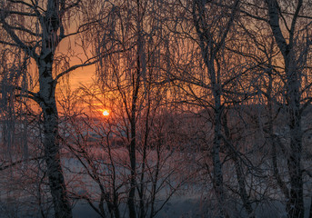 Зимний пейзаж в видом уходящего за горизонт солнца сквозь ветви заснеженных деревьев 