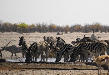 Zebras am Wasserloch