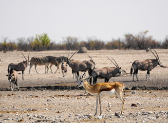 Fototapeta na wymiar Springbock und Oryxantilopen