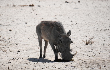 Fototapeta premium Warzenschwein in der Wüste