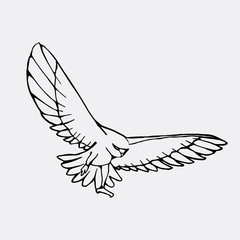 Hand-drawn pencil graphics, vulture, eagle, osprey, falcon, hawk, bird predator