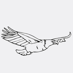 Hand-drawn pencil graphics, vulture, eagle, osprey, falcon, hawk, bird predator