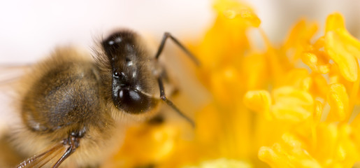 bee on a flower. macro