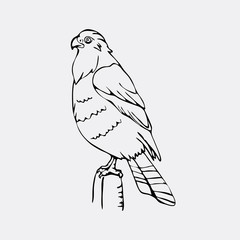 Hand-drawn pencil graphics, vulture, eagle, osprey, falcon, hawk, bird predator