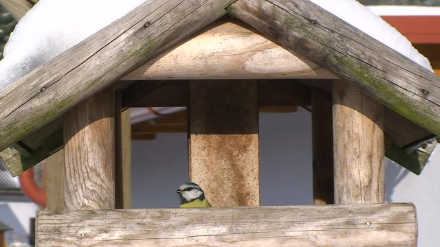 Eine Tannenmeise und eine Blaumeise am schneebedeckten Vogelh&auml;uschen