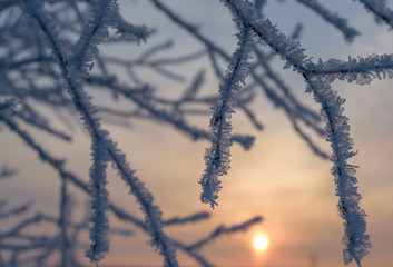 Заснеженные ветви дерева на фоне закатного неба  © androsov858