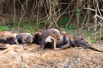Giant otter from Pantanal, Brazil
