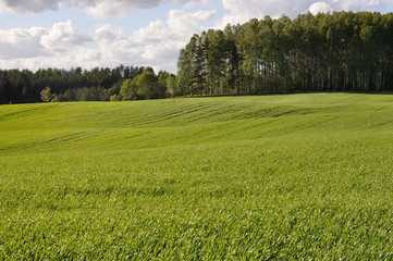 Obraz premium Young corn