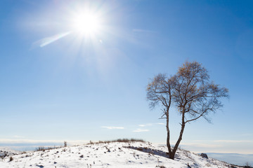 Solitaire tree with sun. Winter season.