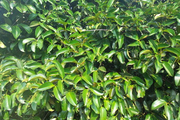 Fresh small leaf background