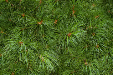 branch of the trees pine, cedar