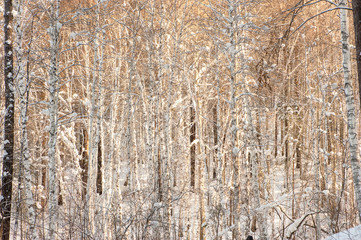 winter forest. branch of the trees pine, cedar, birch