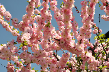 Wiosenne kwiaty © Grzegorz Lenkiewicz