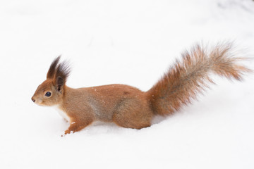 Naklejka na ściany i meble Red squirrel, winter forrest