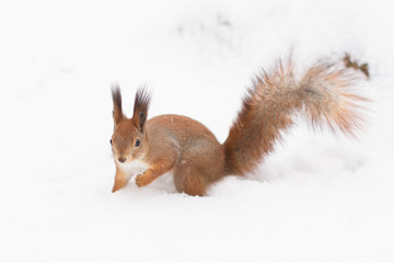 Naklejka na ściany i meble Red squirrel, winter forrest