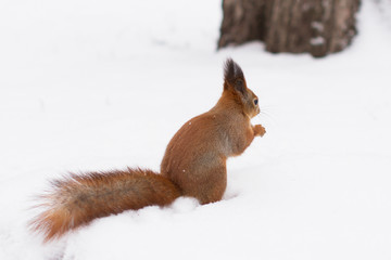 Red squirrel, winter forrest