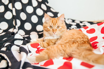 Naklejka premium Red Home small Cat on Bed. Beautiful well-kept, domestic cat. Retro Climate and colors. Black and white, dots material. 