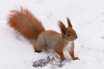 Red squirrel, winter forrest