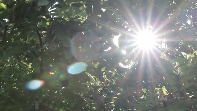 Solar Rays Through the Trees The sun's rays make their way through the young branches of tree. Summer solar wind. Windless weather.