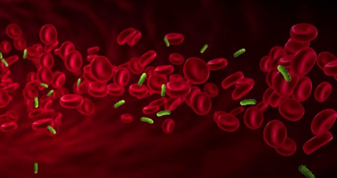 red blood cells animation in an artery near virus and bacteria, flow inside body, medical human health-care