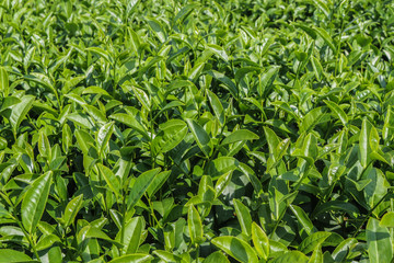green tea plantation