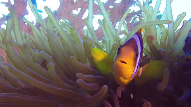 Beautiful Underwater Clownfish And Sea Anemones. Picture of Clownfish and Sea Anemones in the tropical reef of the Red Sea, Dahab, Egypt.