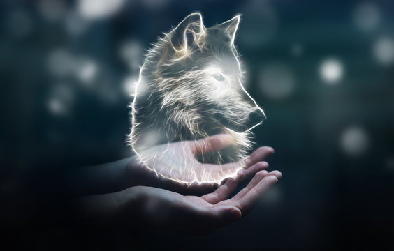 Fototapeta Person holding fractal endangered wolf illustration 3D rendering