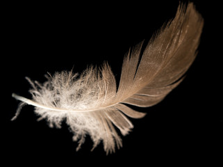 feather on a black background