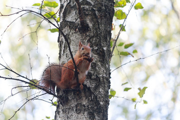 Red squirrel sitting on the tree eating a walnut. Animals