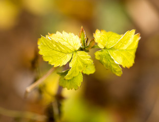yellow leaves on the autumn nature