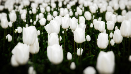 Beautiful white tulips flowerbed closeup. Flower background. Sum