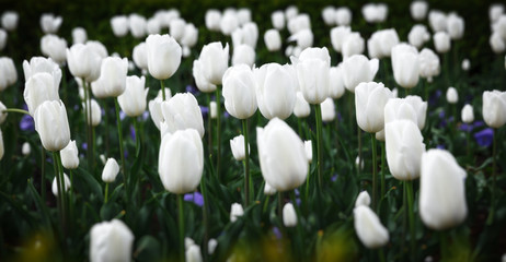 Beautiful white tulips flowerbed closeup. Flower background. Summer garden landscape design